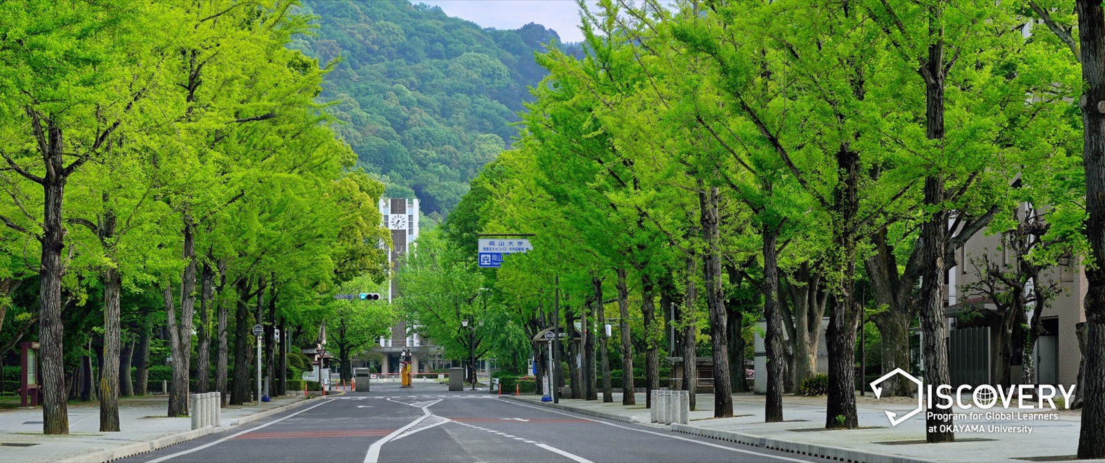 Tree-lined avenue on the Okayama University campus
