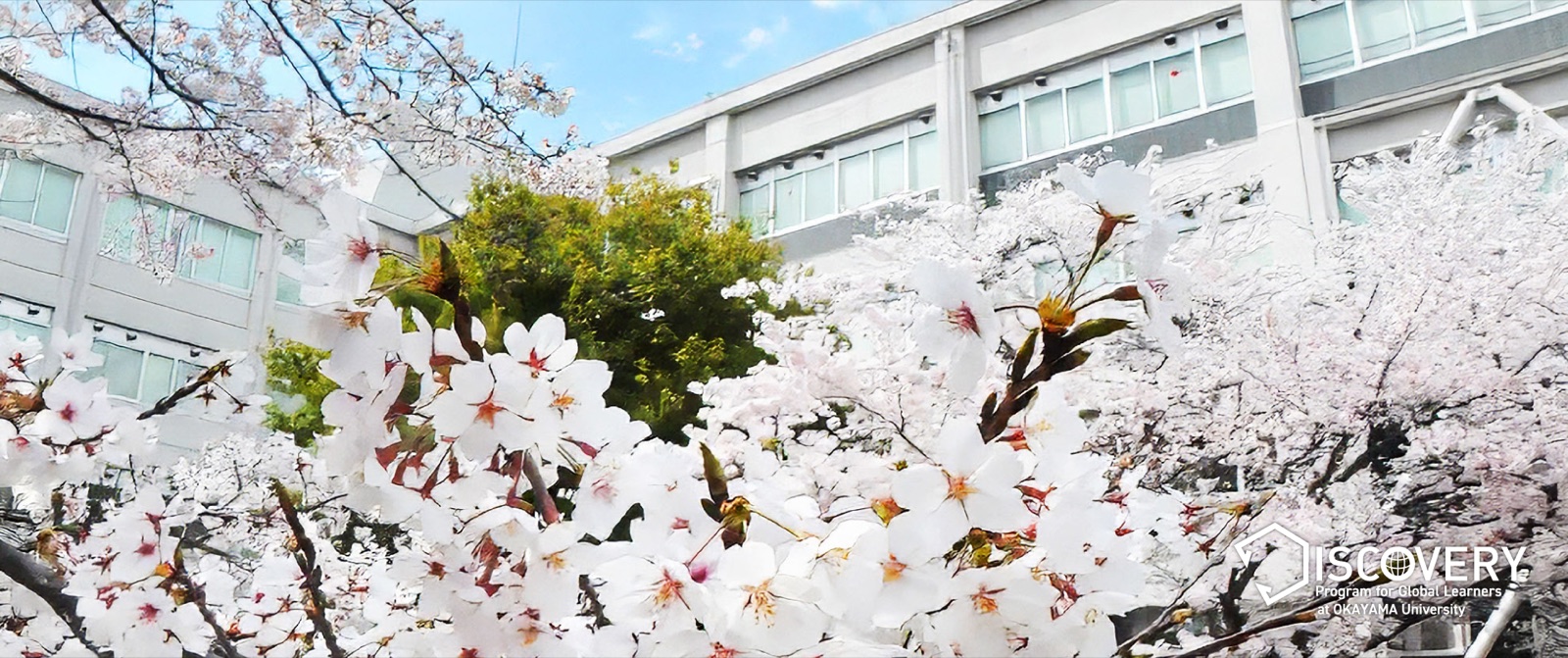 Cherry blossoms on the Okayama University campus Cherry blossoms on the Okayama University campus